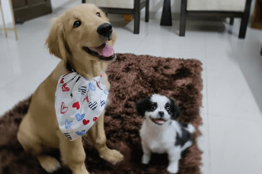 Two dogs looking at camera