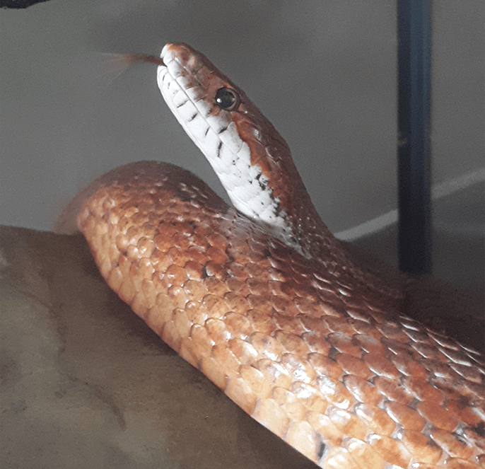 Corn snake